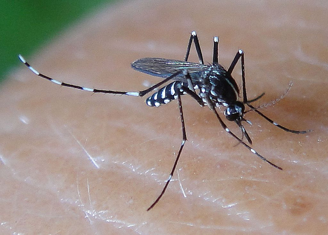 muỗi vằn - trung gian truyền bệnh sốt xuất huyết cho người