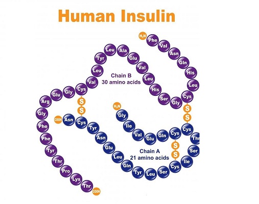 Hormon insulin 