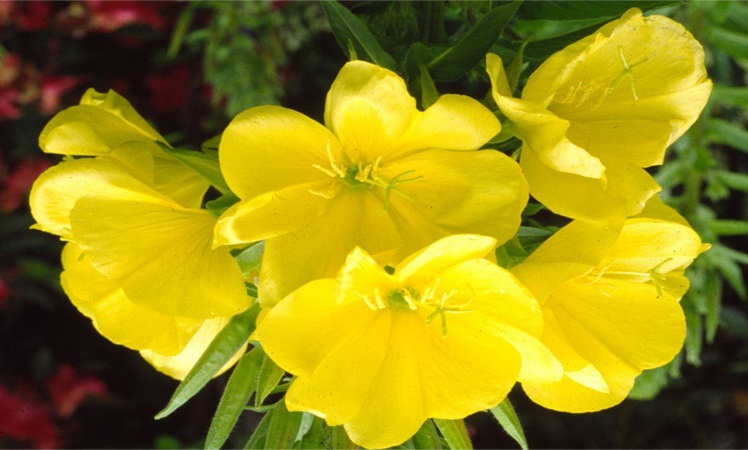 Hoa anh thảo là một thảo dược có công dụng hỗ trợ điều trị nhiều bệnh lý nguy hiểm
