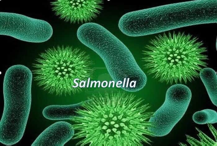Vi khuẩn Salmonella là vi khuẩn gây bệnh thương hàn