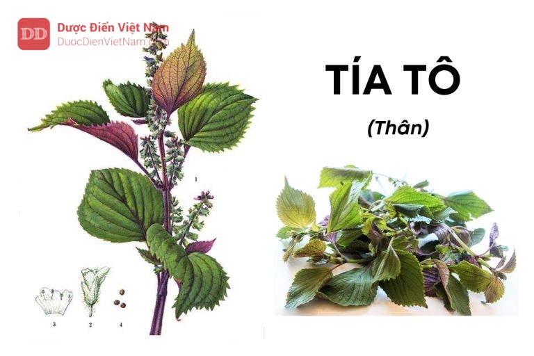 TÍA TÔ (Thân)