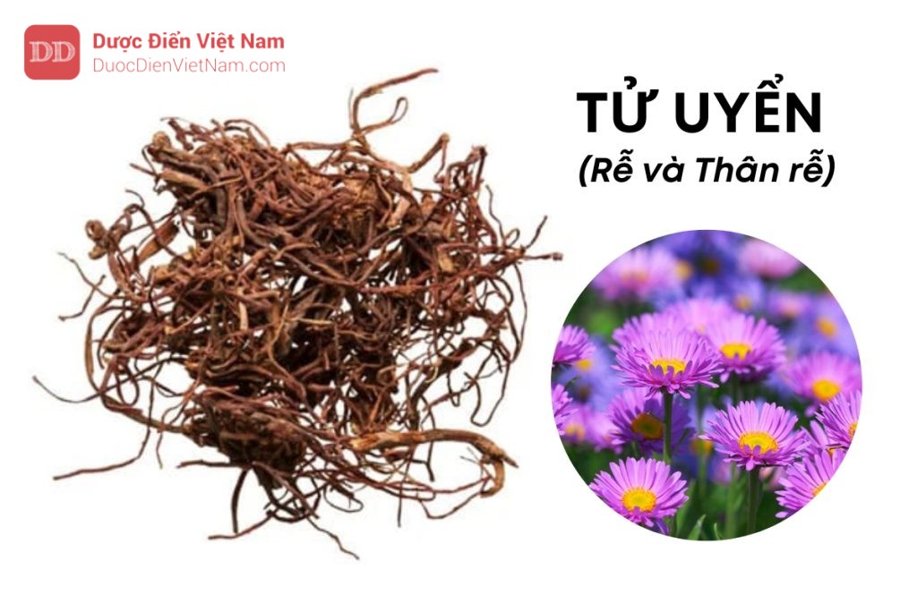 TỬ UYỂN (Rễ và Thân rễ)