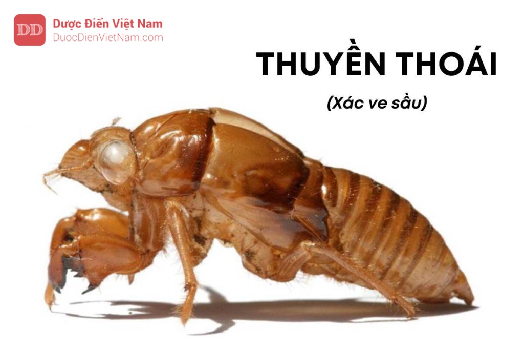 THUYỀN THOÁI