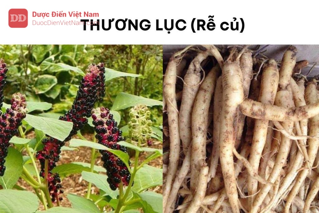 THƯƠNG LỤC (Rễ củ)