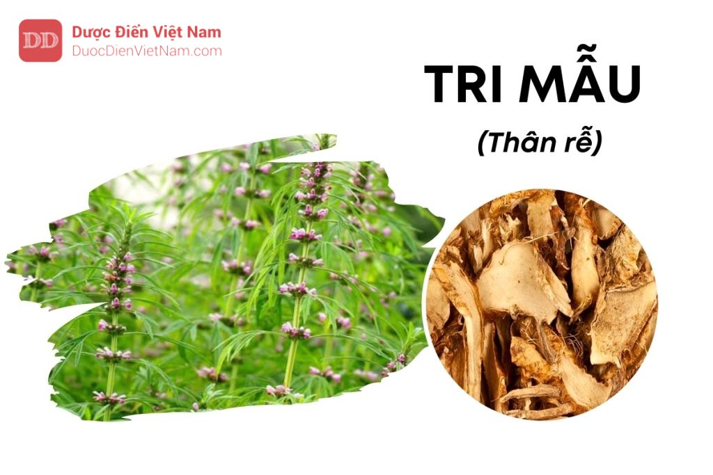 TRI MẪU (Thân rễ)