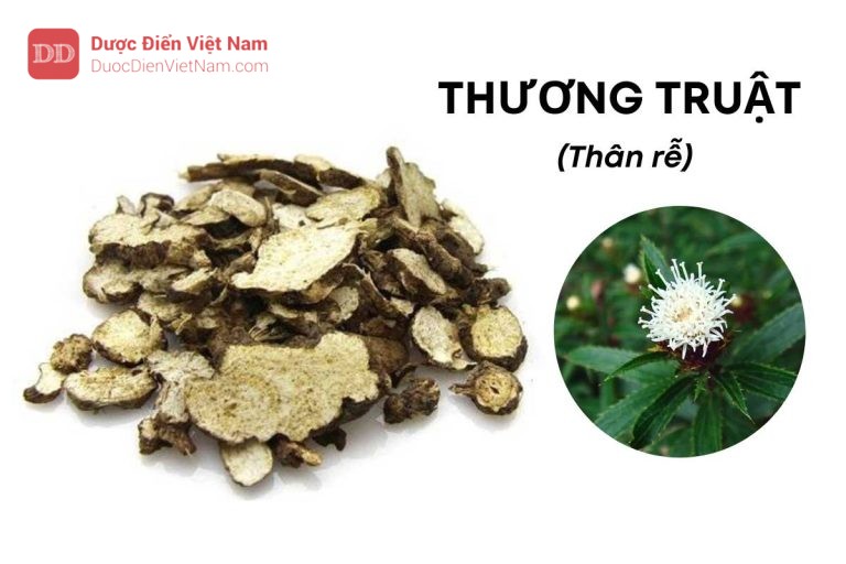 THƯƠNG TRUẬT (Thân rễ)