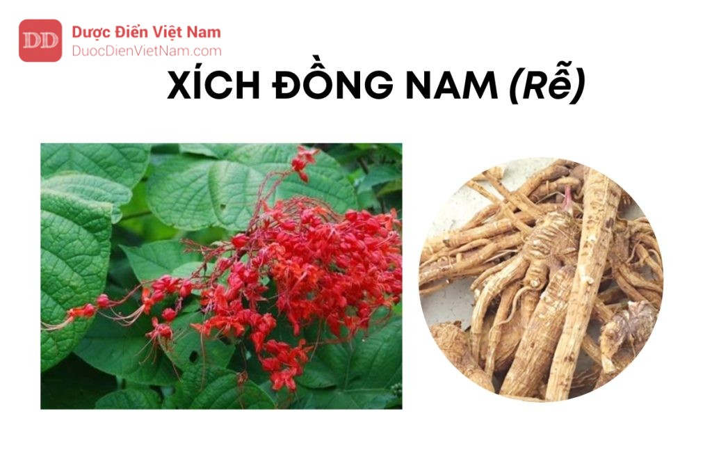 XÍCH ĐỒNG NAM (Rễ)