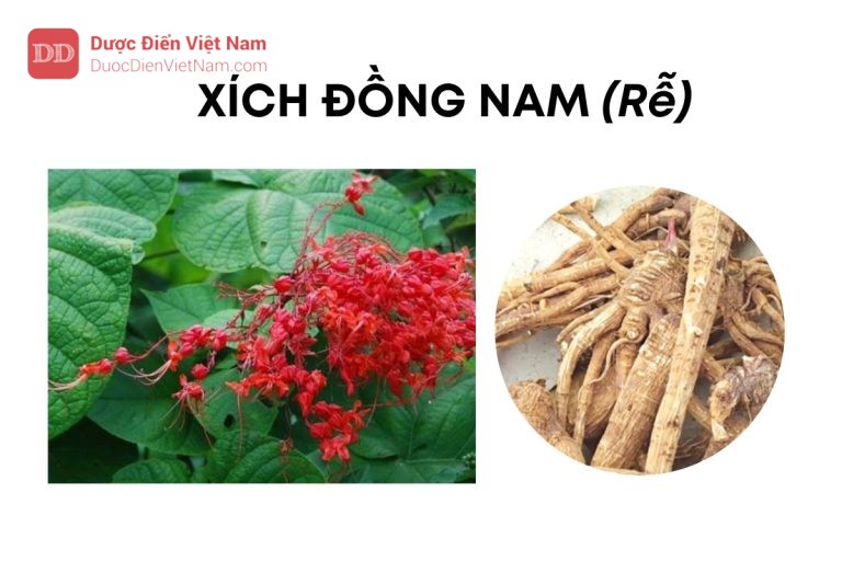 XÍCH ĐỒNG NAM (Rễ)