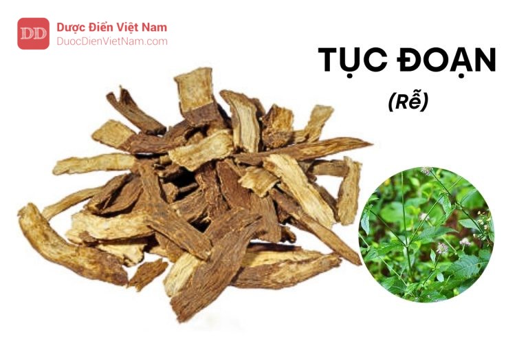 TỤC ĐOẠN (Rễ)