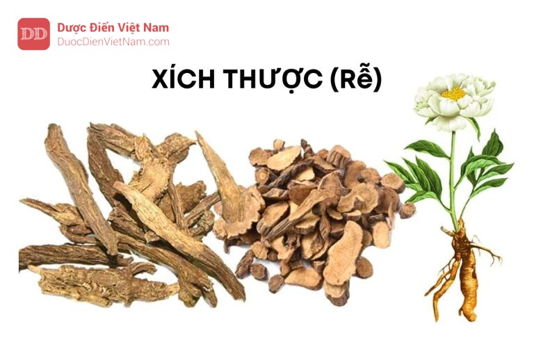 XÍCH THƯỢC (Rễ)