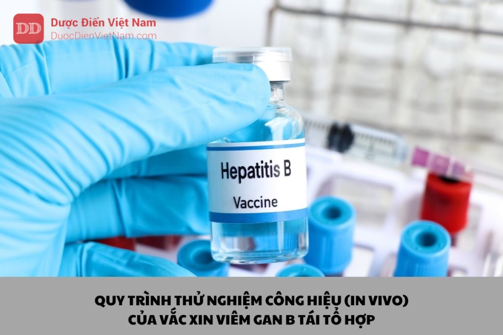 Quy trình thử nghiệm công hiệu (In Vivo) của Vắc xin Viêm gan B tái tổ hợp