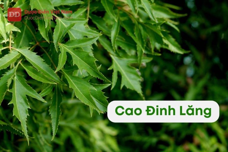 cao-dac-dinh-lang