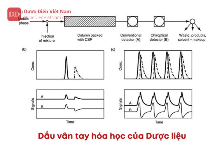 Hướng dẫn thiết lập dấu vân tay hóa học của dược liệu bằng phương pháp sắc ký lỏng hoặc sắc ký khí