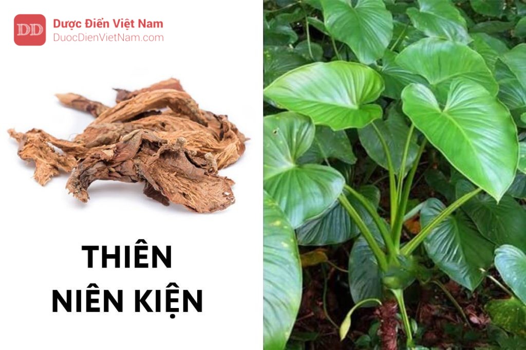 THIÊN NIÊN KIỆN (Thân rễ)