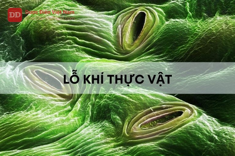 Lỗ khí và chỉ số lỗ khí