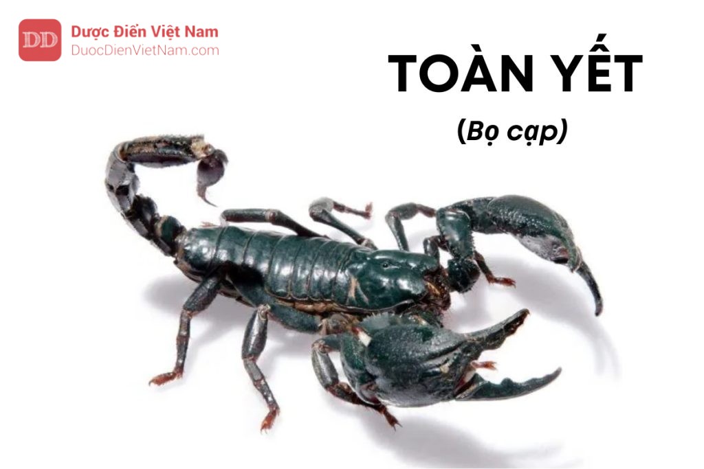 TOÀN YẾT