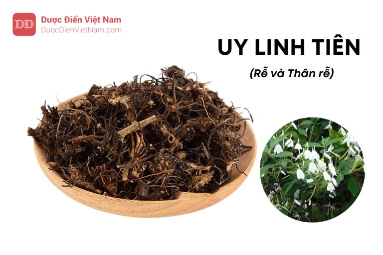 UY LINH TIÊN (Rễ và Thân rễ)