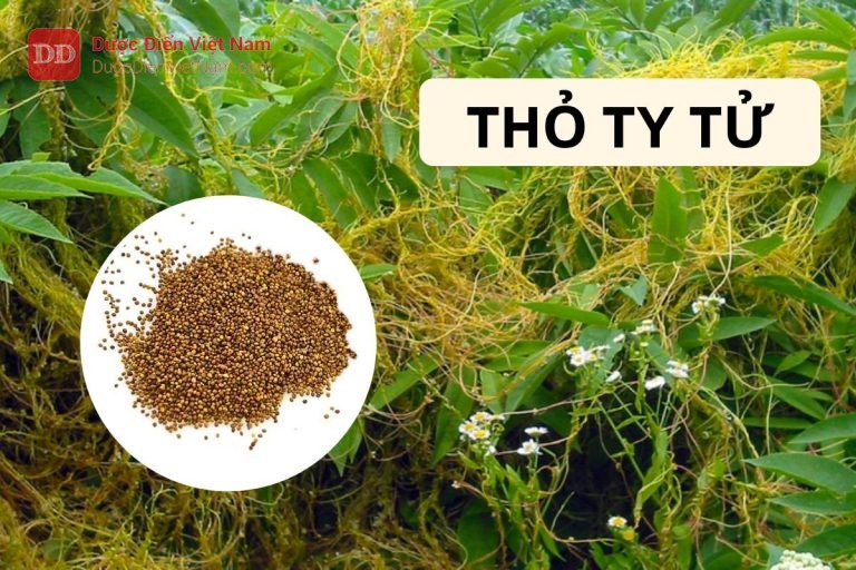 THỎ TY TỬ