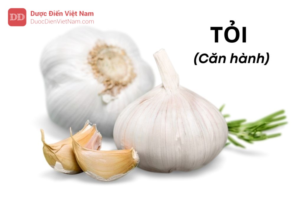 TỎI (Căn hành)