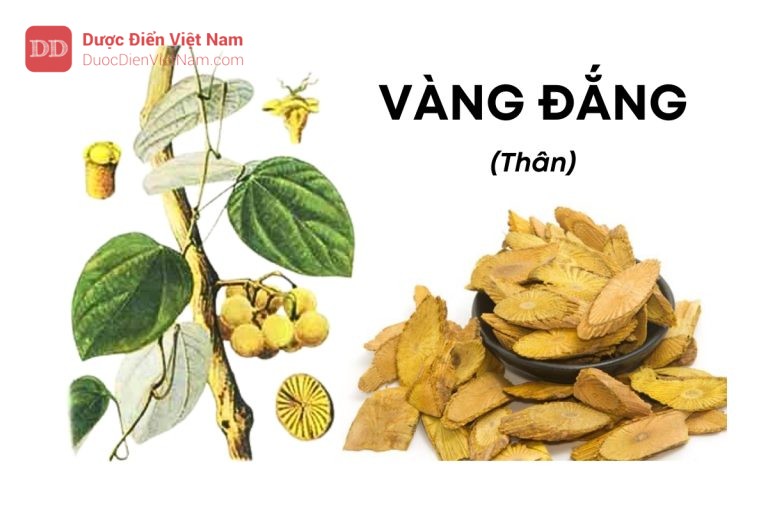 VÀNG ĐẮNG (Thân)