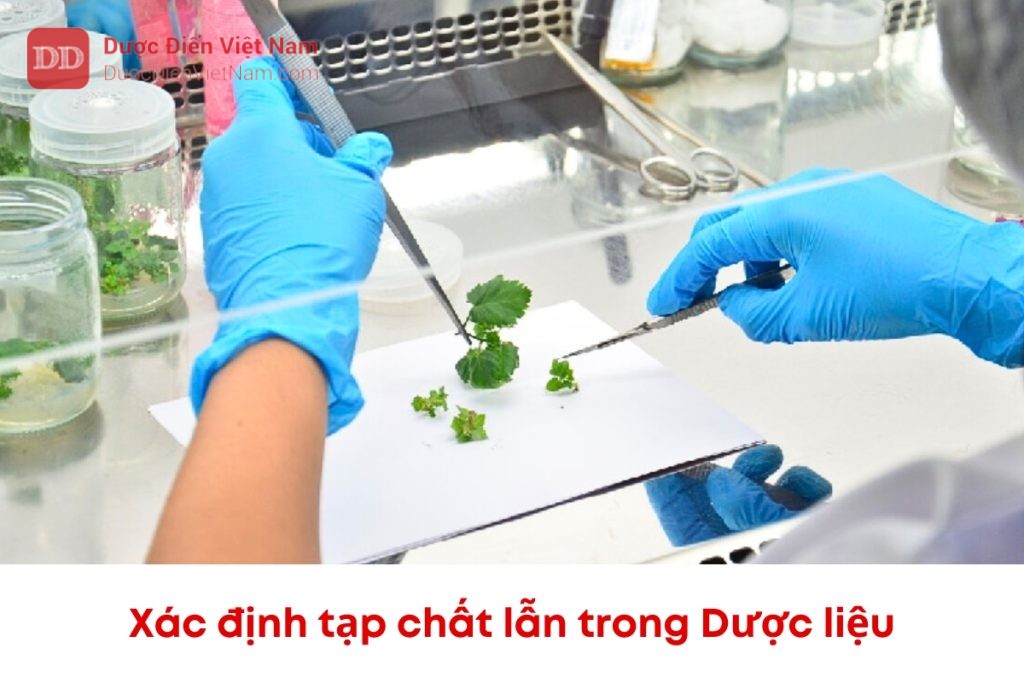 Xác định tạp chất lẫn trong dược liệu