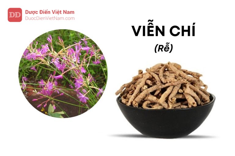 VIỄN CHÍ (Rễ)