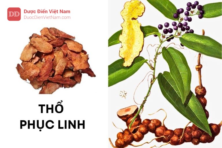 THỔ PHỤC LINH (Thân rễ)