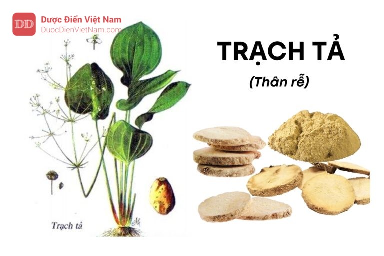 TRẠCH TẢ (Thân rễ)