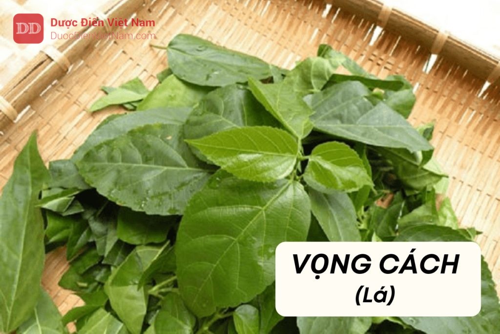 VỌNG CÁCH (Lá)