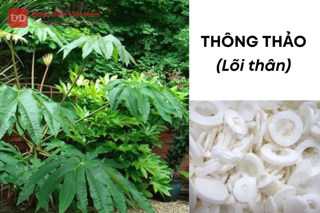 THÔNG THẢO (Lõi thân)