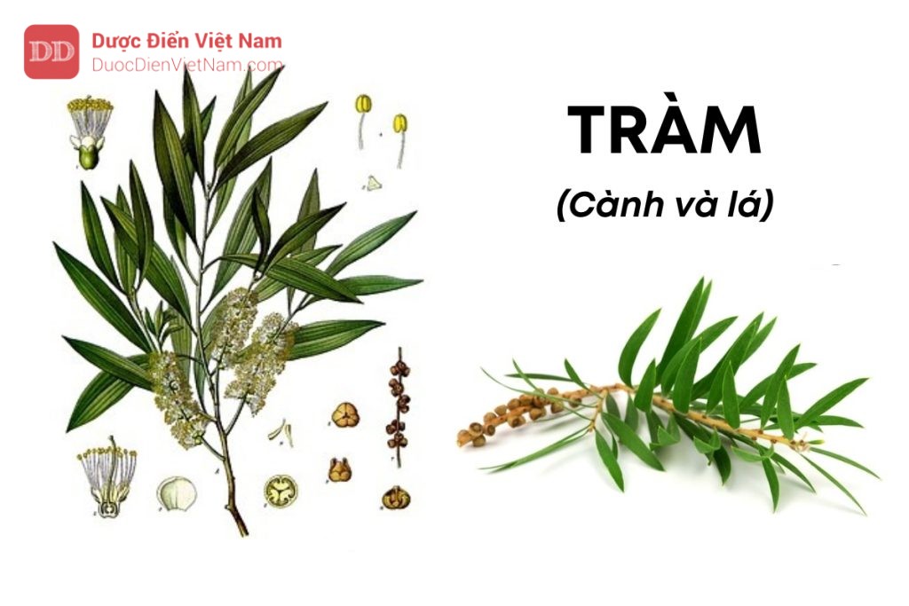 TRÀM (Cành và lá)