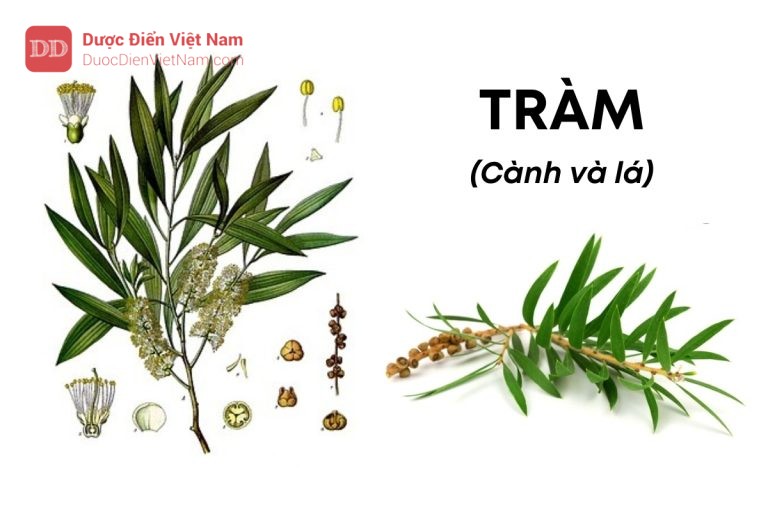 TRÀM (Cành và lá)