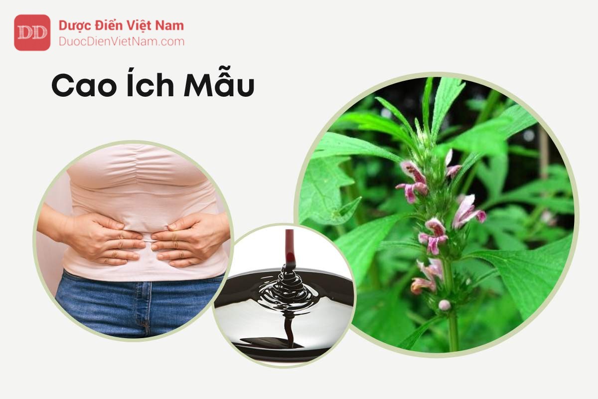 Tổng Quan Về Ích Mẫu