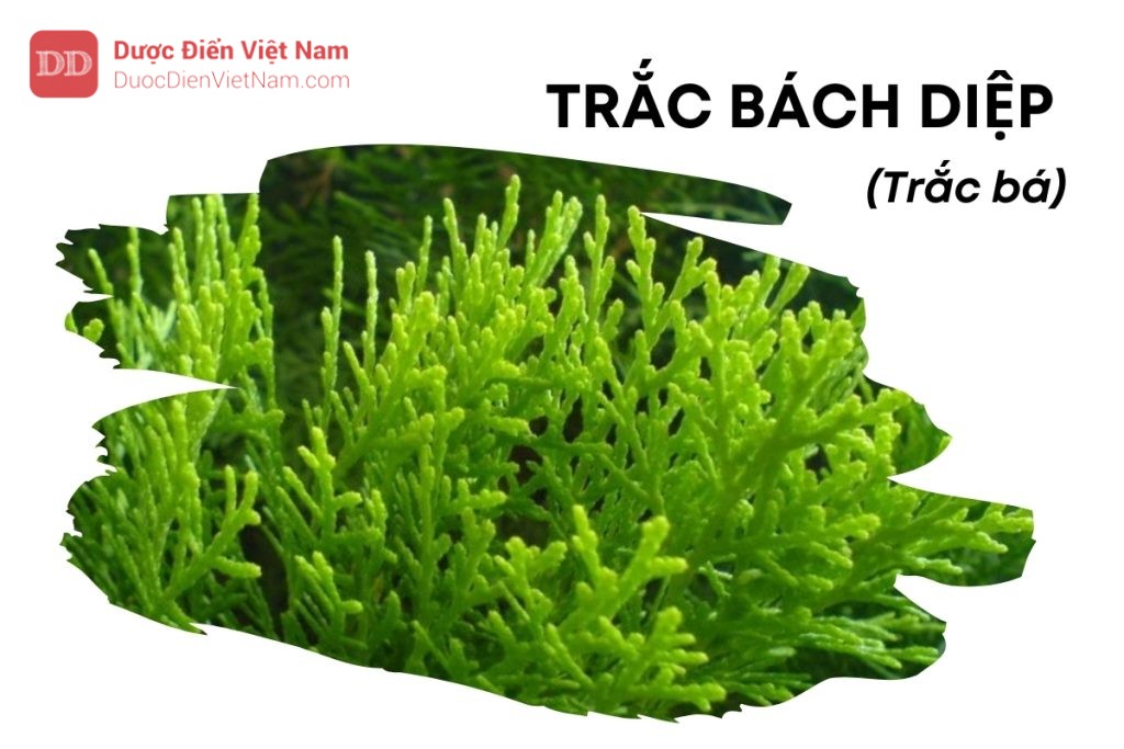 Trắc bách diệp