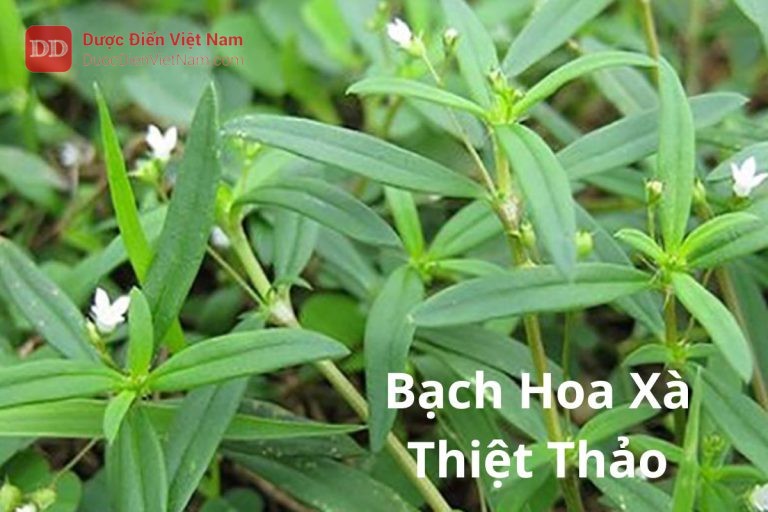 Bạch Hoa Xà Thiệt Thảo