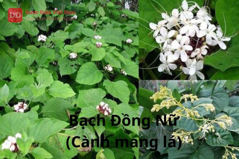 Bạch đồng nữ