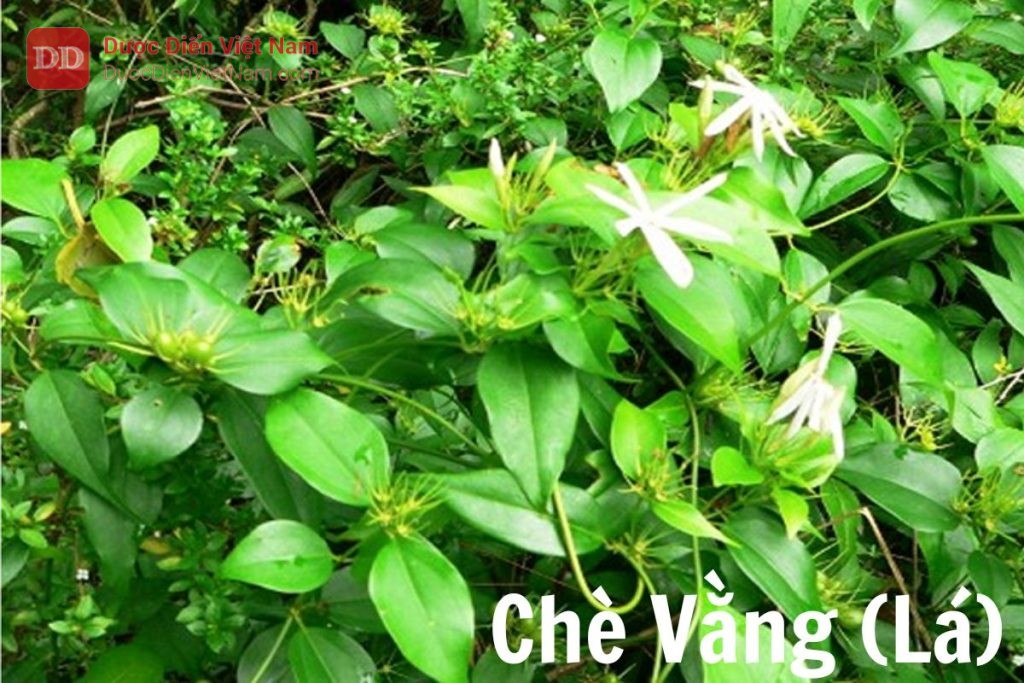 Chè vằng