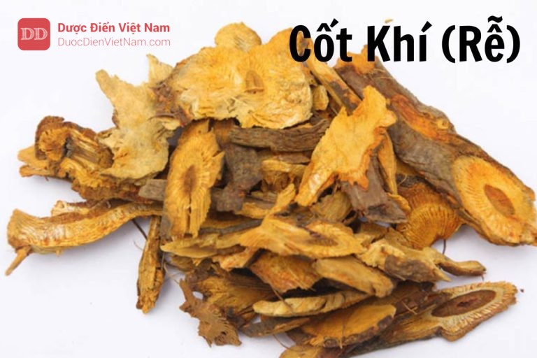 Cốt khí rễ