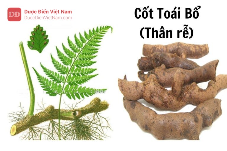 Cốt toái bổ