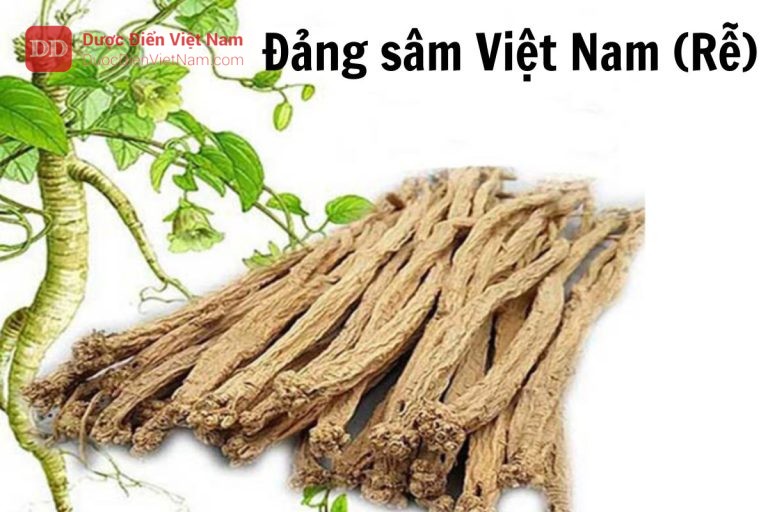 Đảng sâm Việt Nam rễ