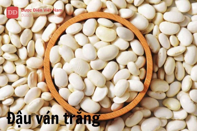 Đậu ván trắng