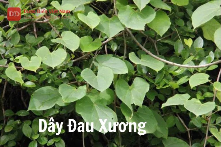 Dây đau xương