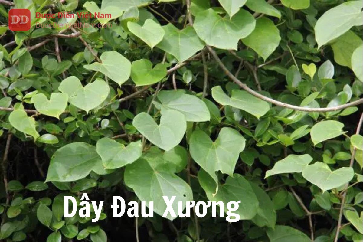 Dây Đau Xương (Thân) (Caulis Tinosporae sinensis) - Dược Điển Việt Nam 5