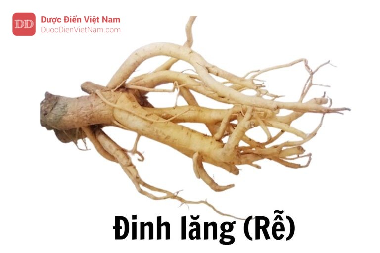 Đinh lăng