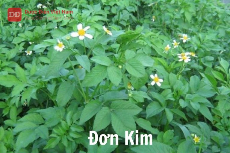 Đơn kim