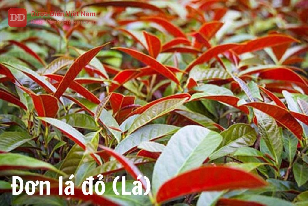 Đơn lá đỏ (Lá)