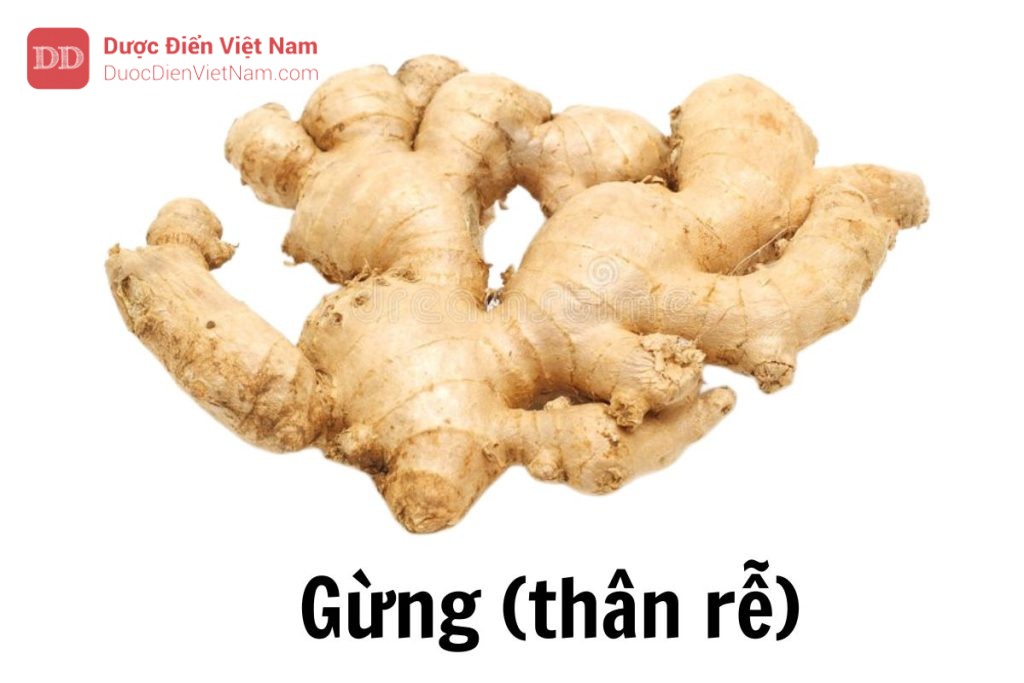 Gừng