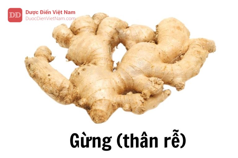 Gừng