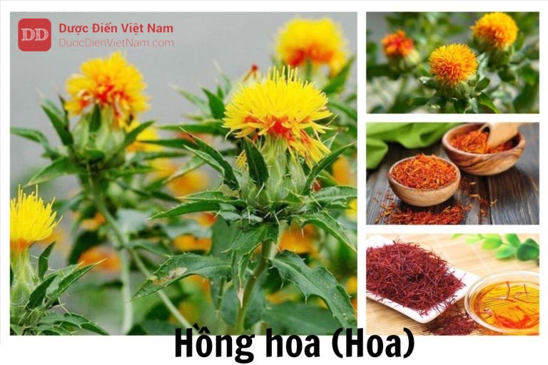 Hồng hoa