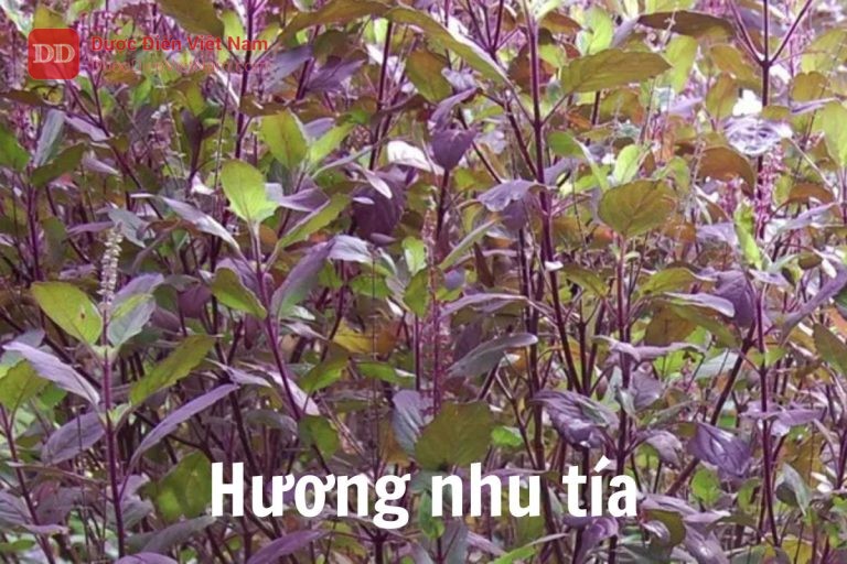 Hương nhu tía